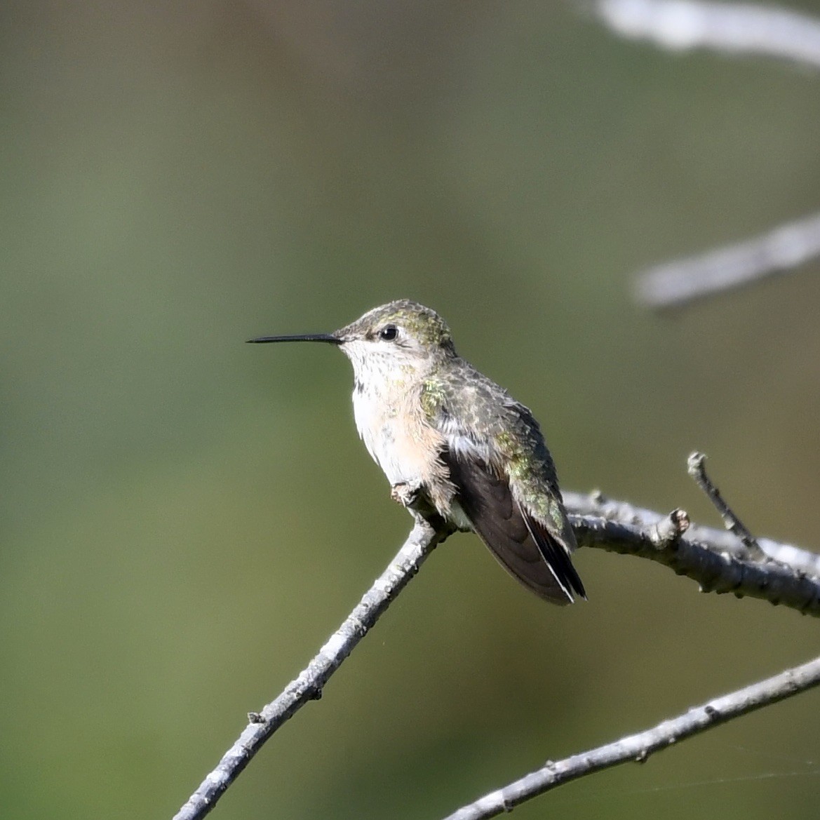Black-chinned Hummingbird - Edlyn Burch