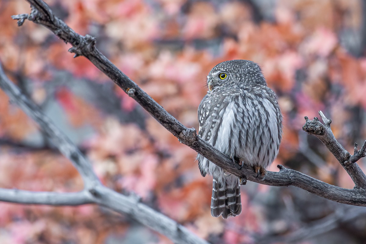 Northern Pygmy-Owl (Rocky Mts.) - Jeff Cooper