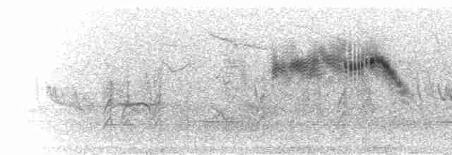 ミナミクロアマツバメ（barbatus グループ） - ML275534