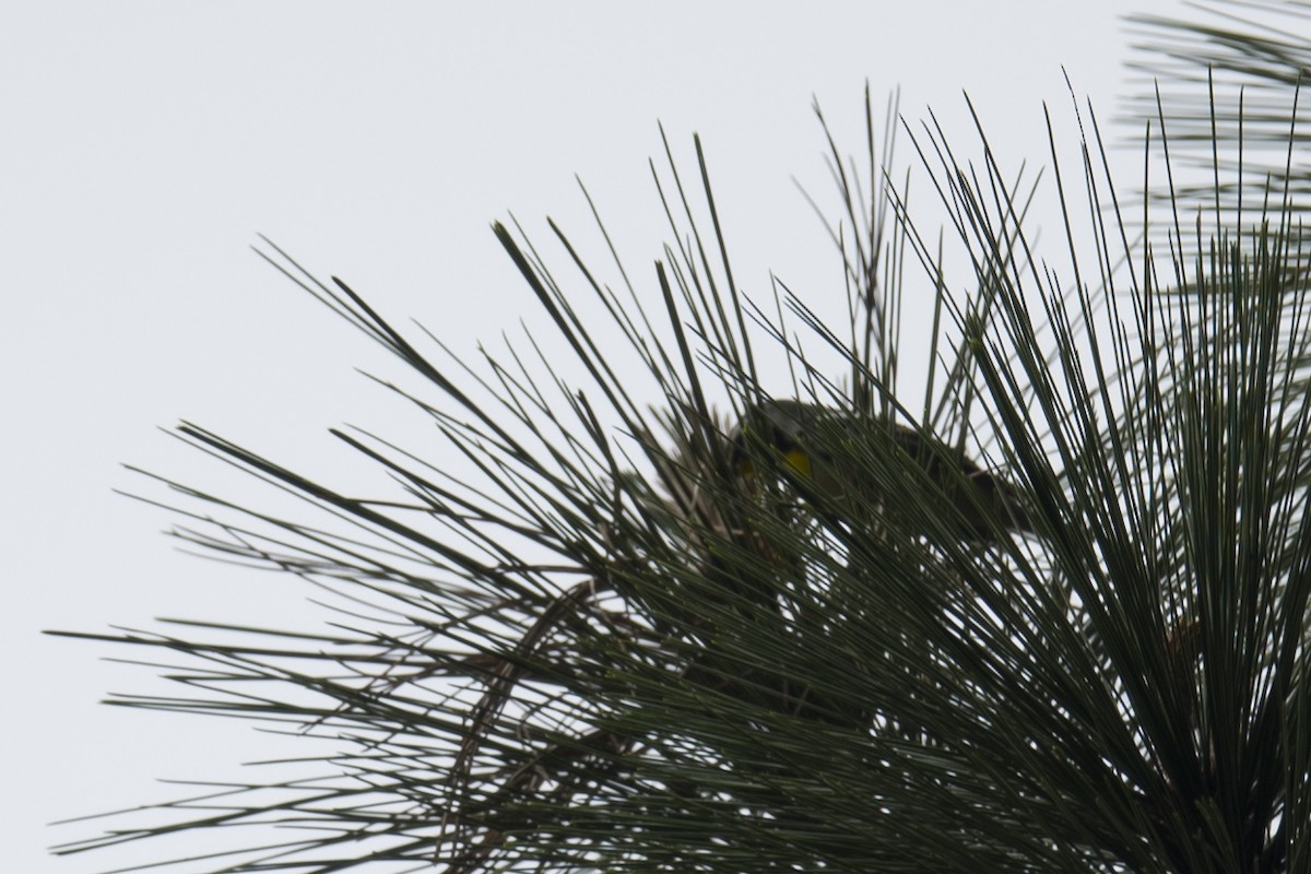 Yellow-throated Warbler - ML275534031