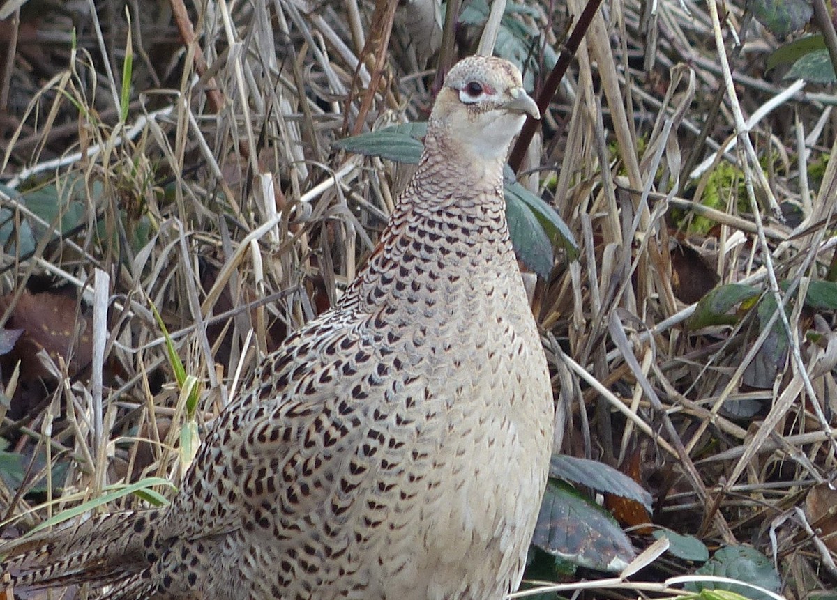 Ring-necked Pheasant - Andy Frank