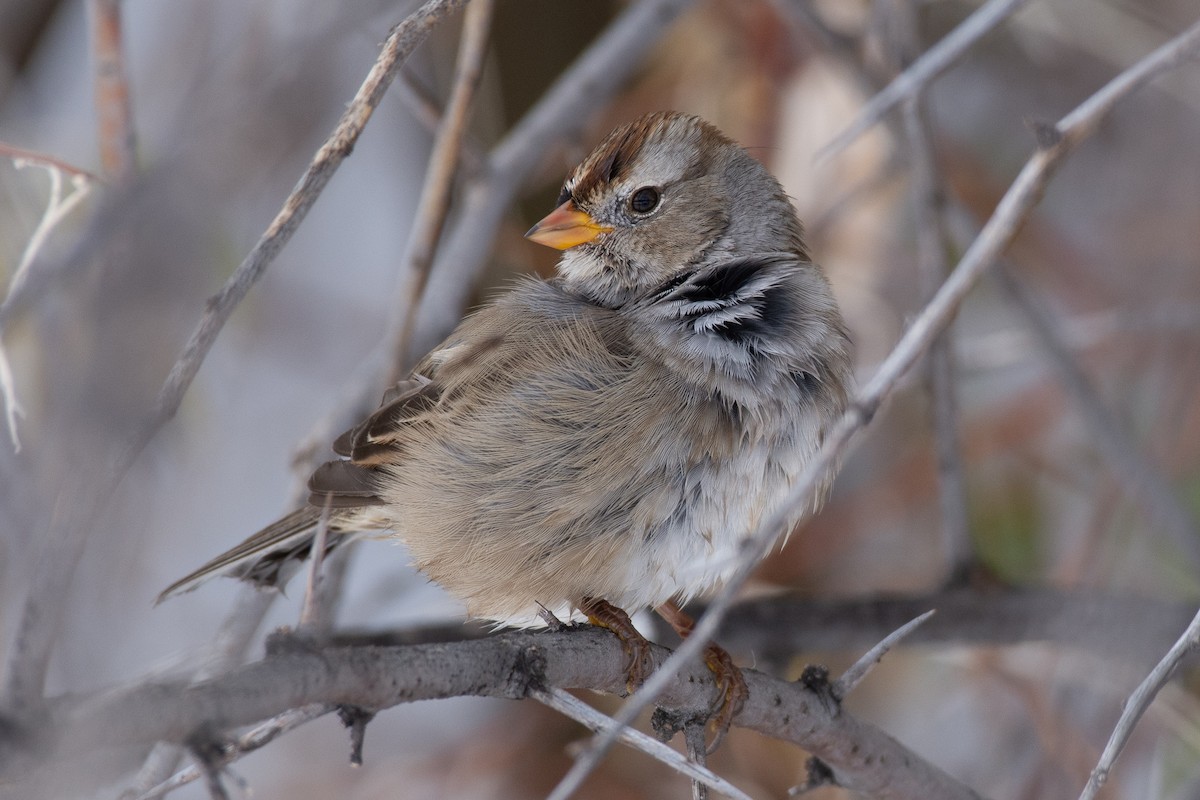 White-crowned Sparrow - ML275547221