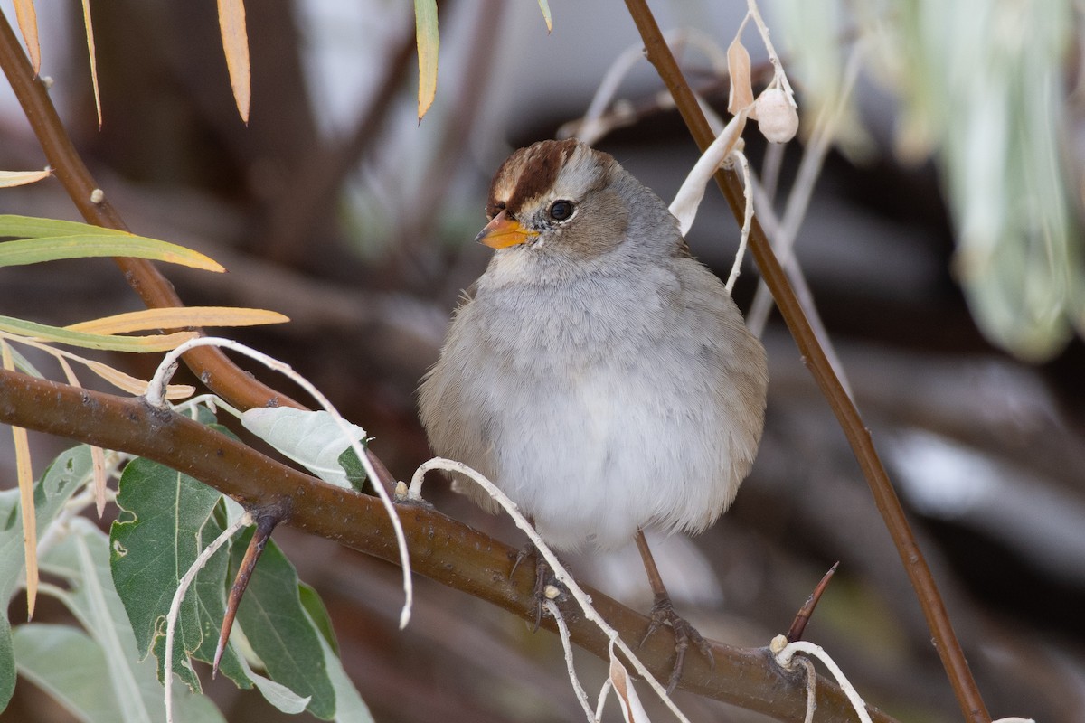 White-crowned Sparrow - ML275547251