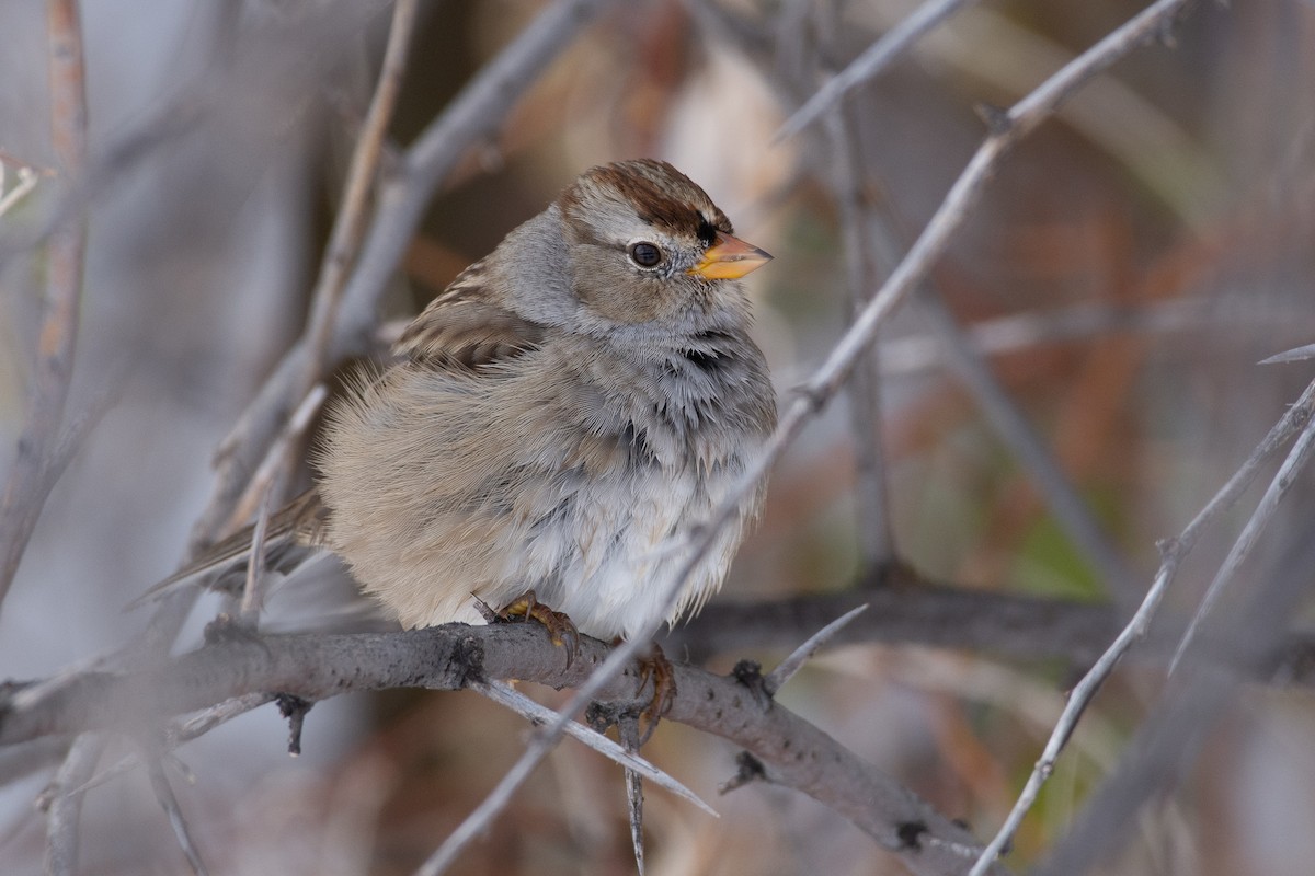 White-crowned Sparrow - ML275547281