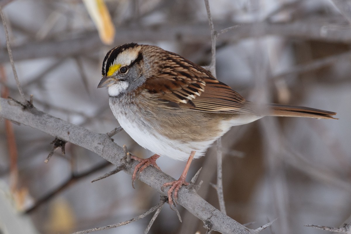 White-throated Sparrow - Owen Sinkus