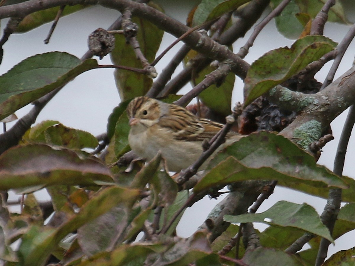 eBird Checklist 29 Oct 2020 Great Bay Farm, Greenland 34 species