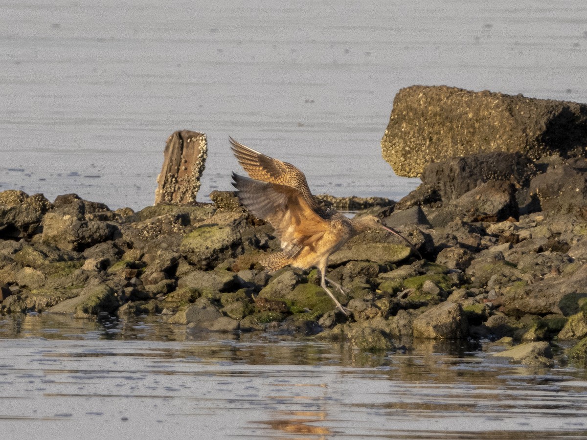 Long-billed Curlew - ML275555091