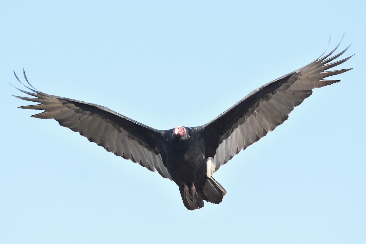 Turkey Vulture - ML275559551
