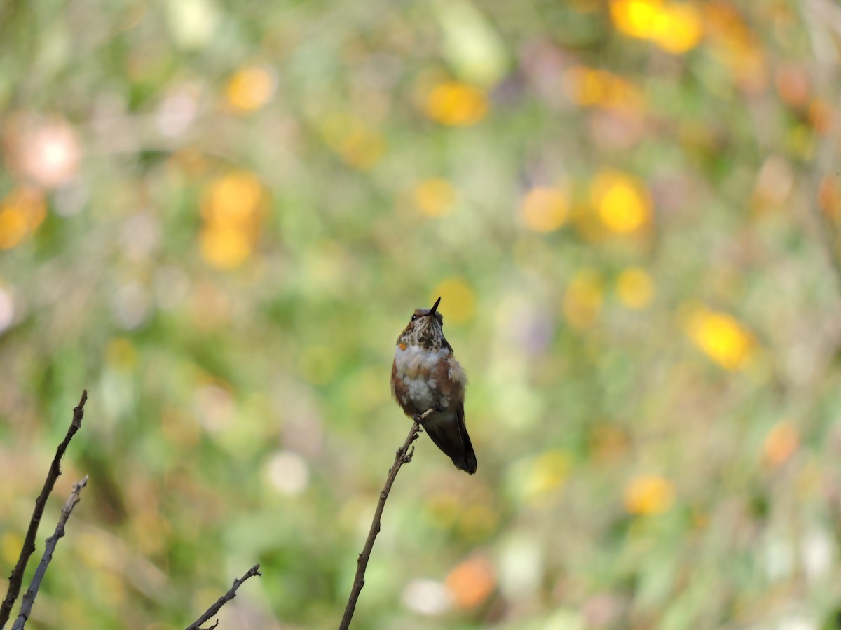 Allen's Hummingbird - ML275560801