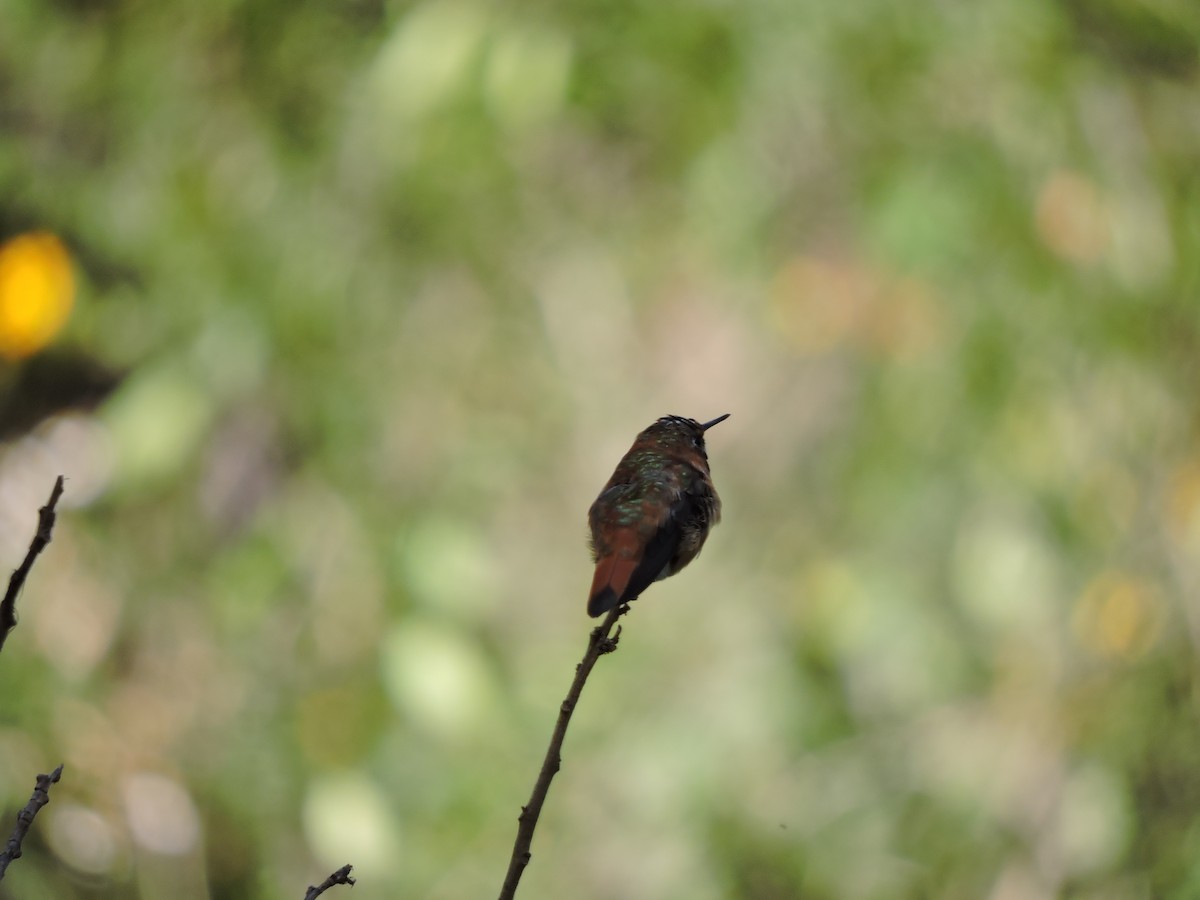 Allen's Hummingbird - ML275560951