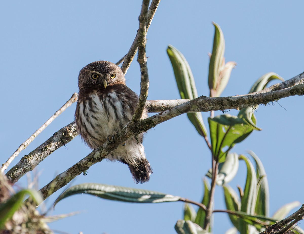 Andean Pygmy-Owl - ML275561041