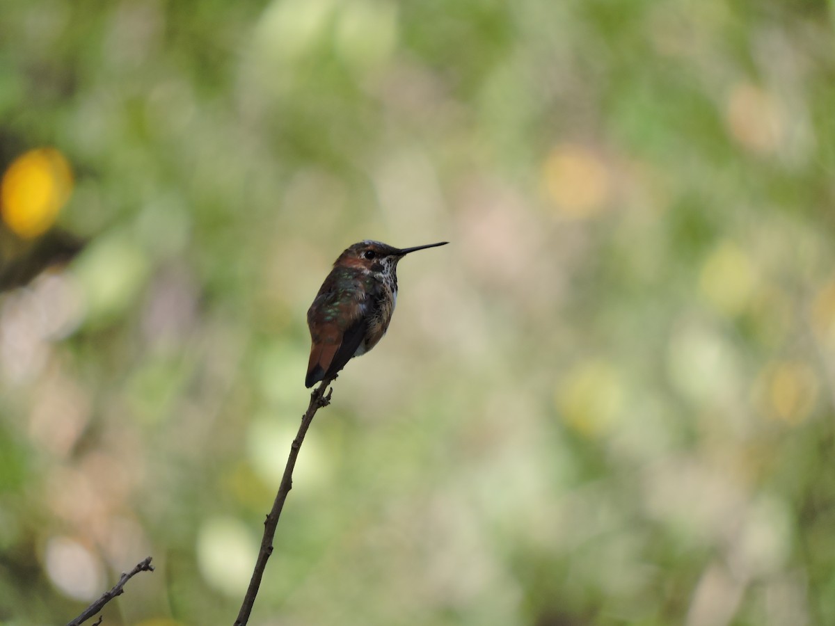 Allen's Hummingbird - ML275561131