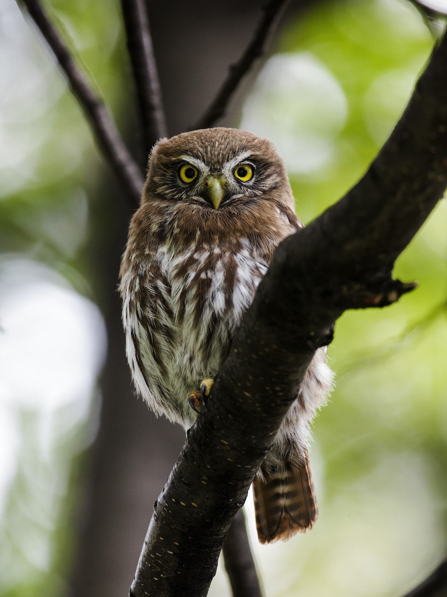 Austral Pygmy-Owl - ML275562181