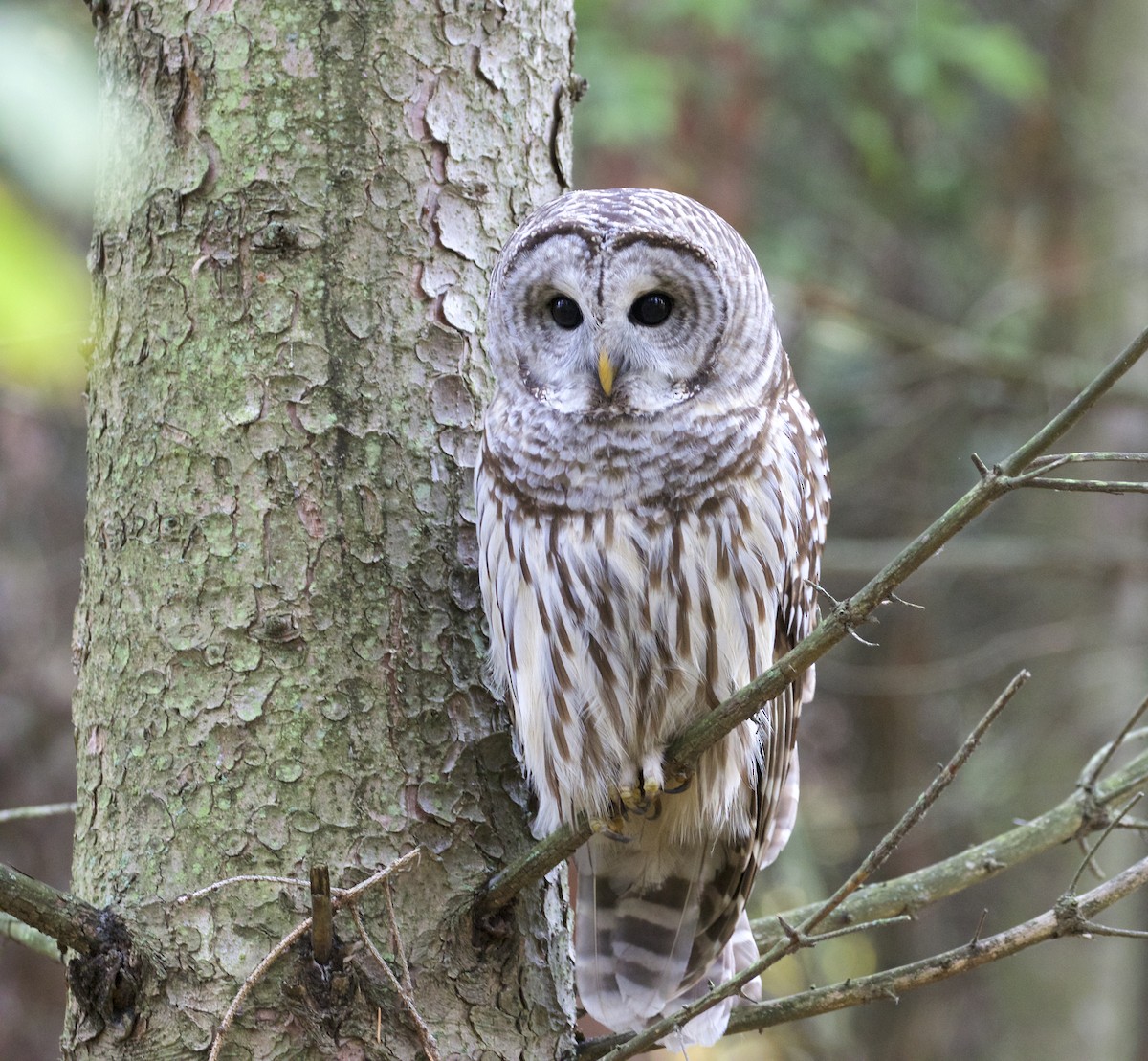 Barred Owl - Jeanne Verhulst