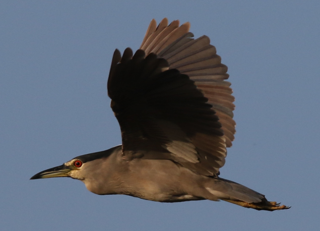 Black-crowned Night Heron - C. Jackson