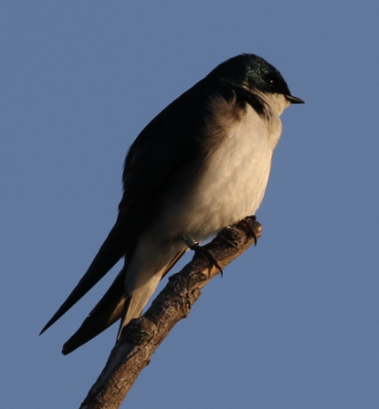 Tree Swallow - C. Jackson
