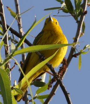 Yellow Warbler - C. Jackson