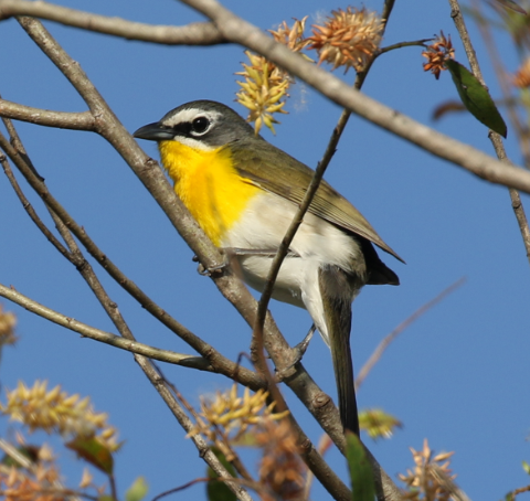 Yellow-breasted Chat - ML27557471