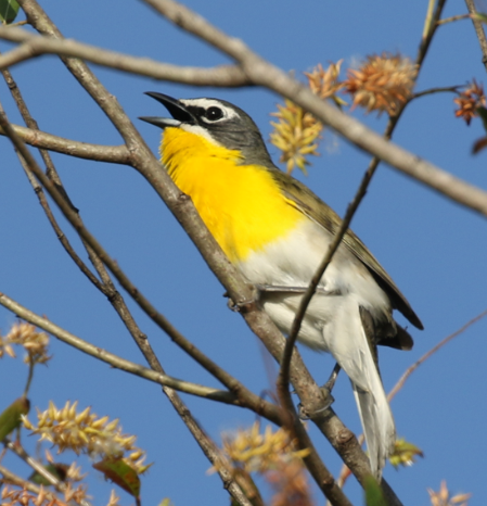Yellow-breasted Chat - ML27557481