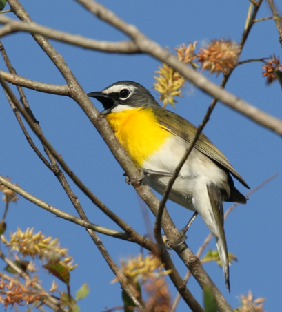 Yellow-breasted Chat - ML27557501