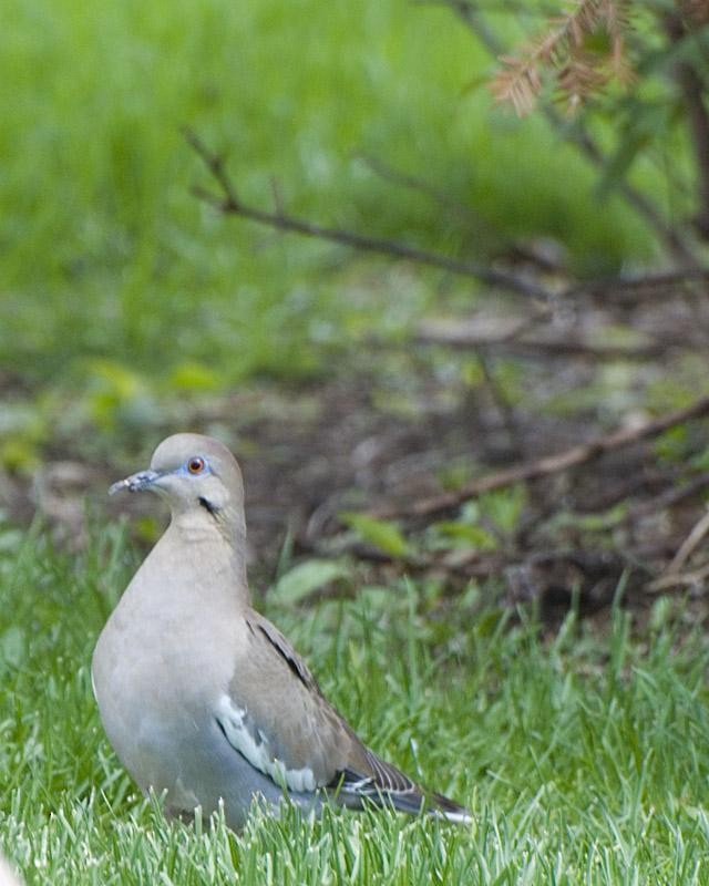 White-winged Dove - Barry Parkin