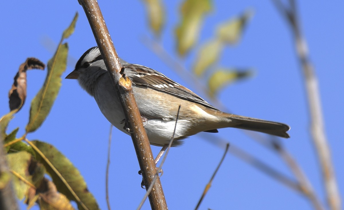 White-crowned Sparrow - Cyndy Hardaker