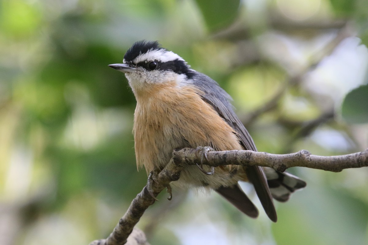 Red-breasted Nuthatch - Noah Strycker