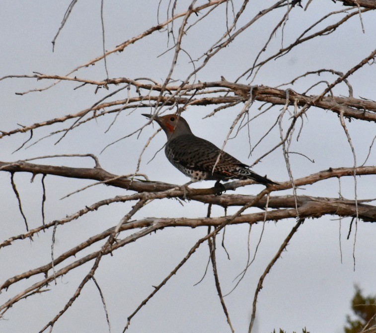 Northern Flicker (Red-shafted) - ML275595051