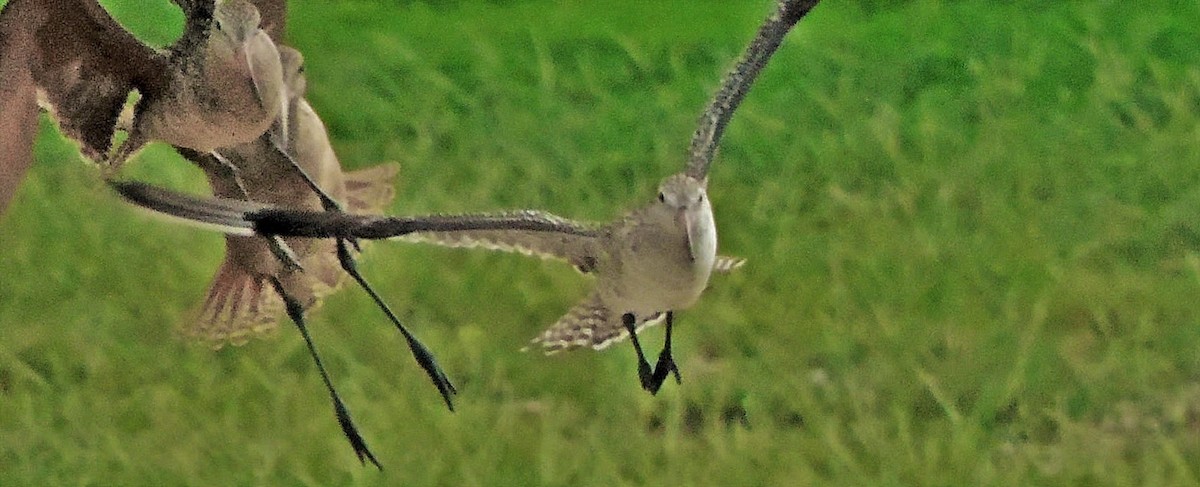 Bar-tailed Godwit (European) - ML27560421