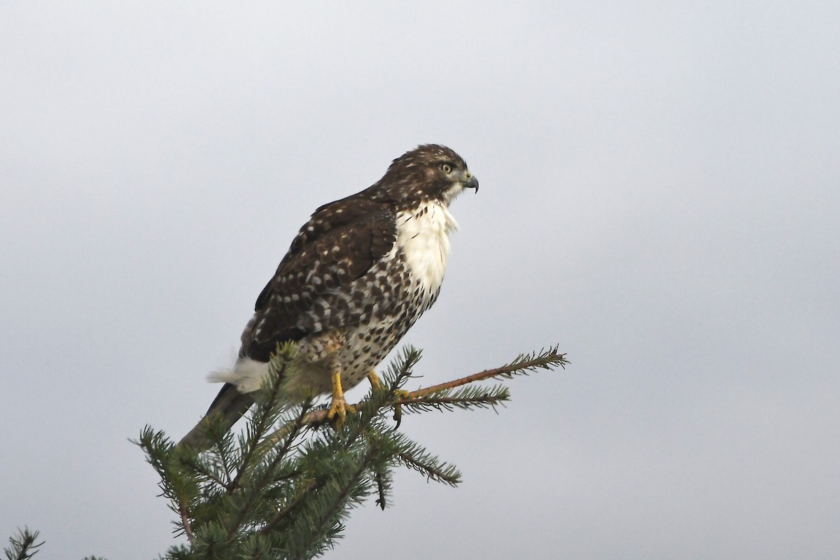 Red-tailed Hawk - ML275612201