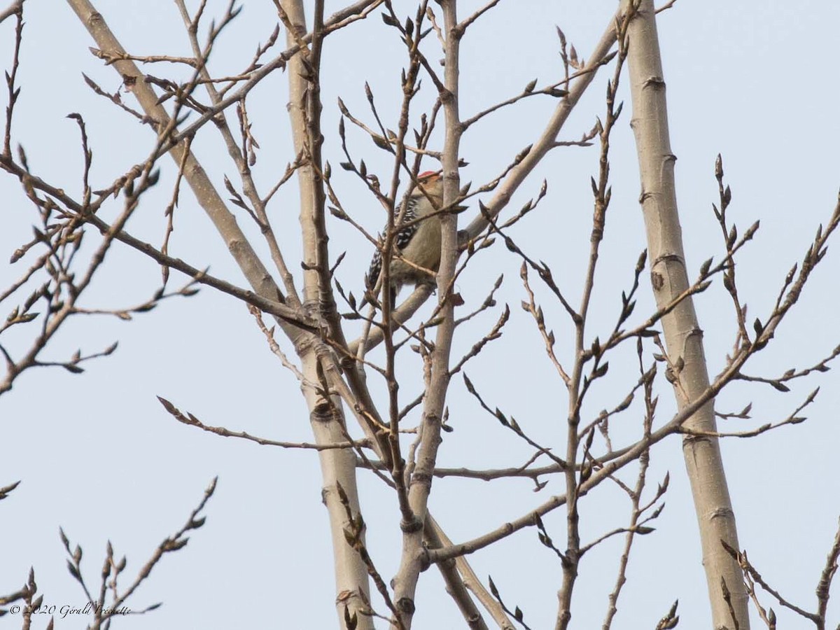 Red-bellied Woodpecker - ML275613211