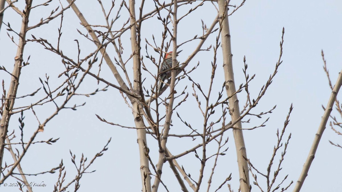 Red-bellied Woodpecker - ML275613221