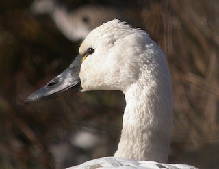 Tundra Swan, ML275613261