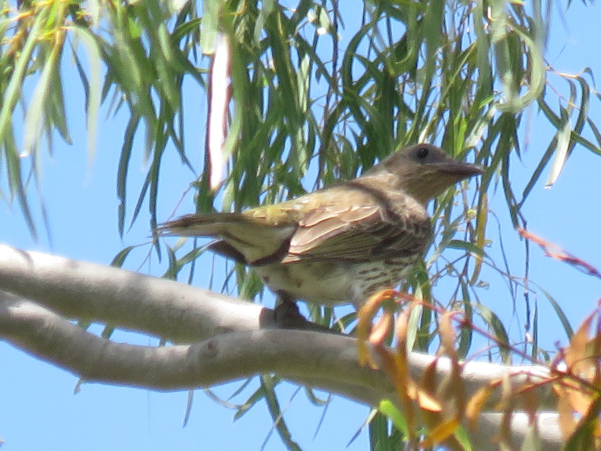 Australasian Figbird - ML275622441
