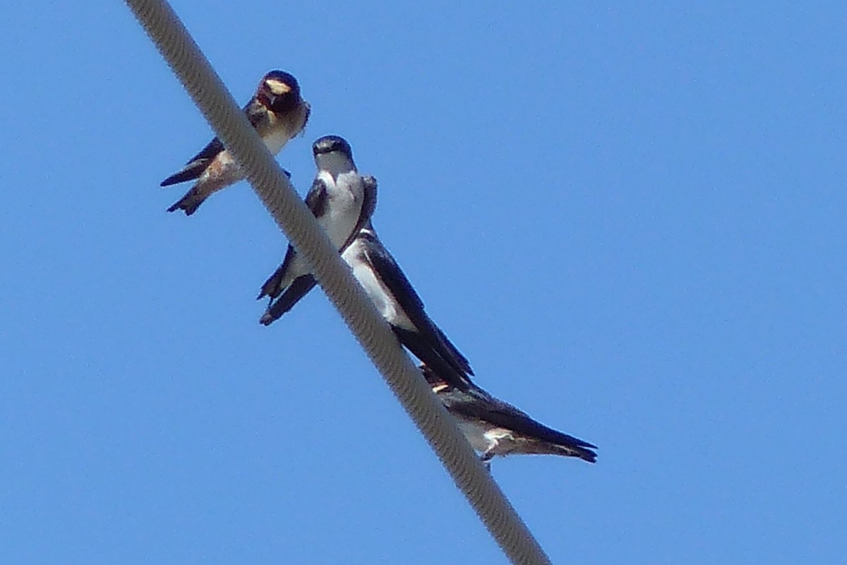 Tree Swallow - Susan Voelker