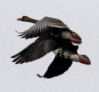 Greater White-fronted Goose, ML275630751
