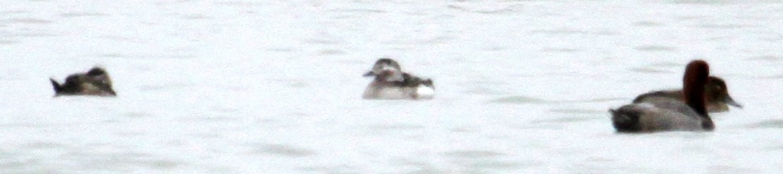 Long-tailed Duck - Steve Collins