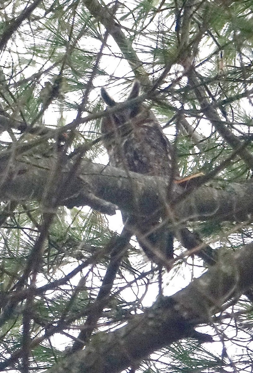Long-eared Owl - ML275631411