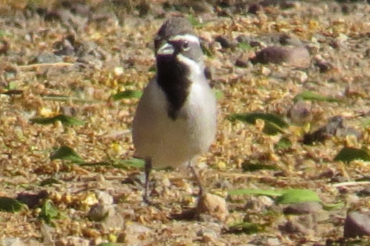 Black-throated Sparrow - ML27563191