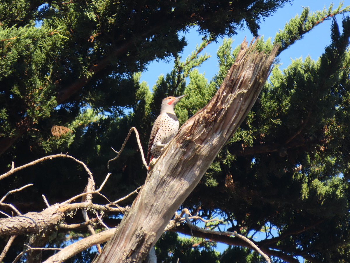 Northern Flicker (Red-shafted) - ML275636211