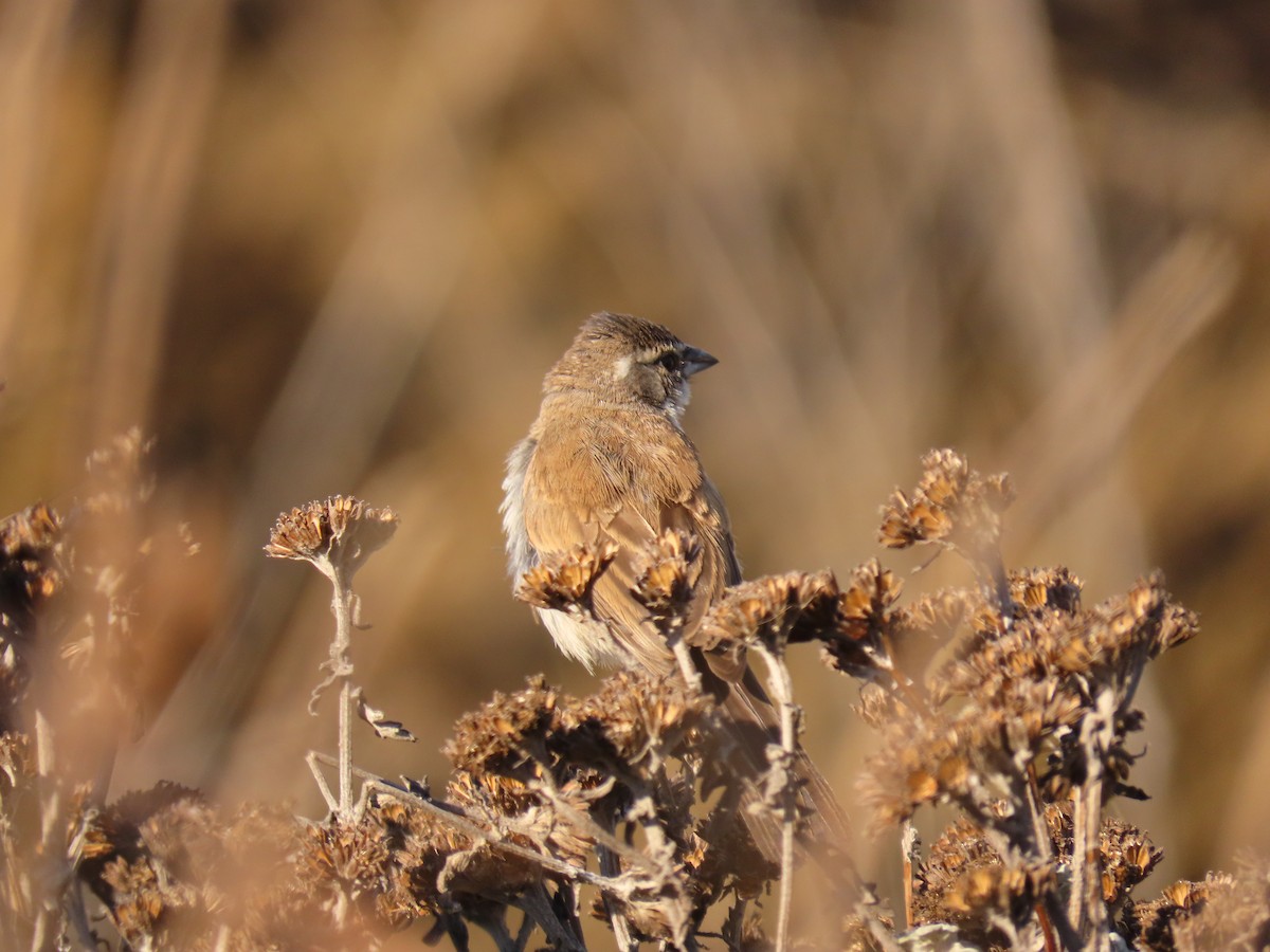 Black-throated Sparrow - ML275636711