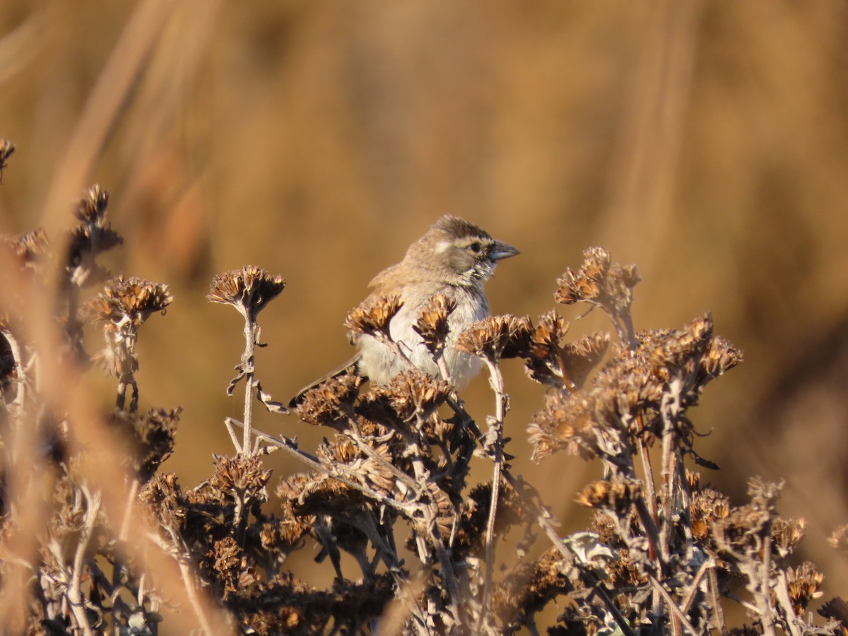 Black-throated Sparrow - ML275636811