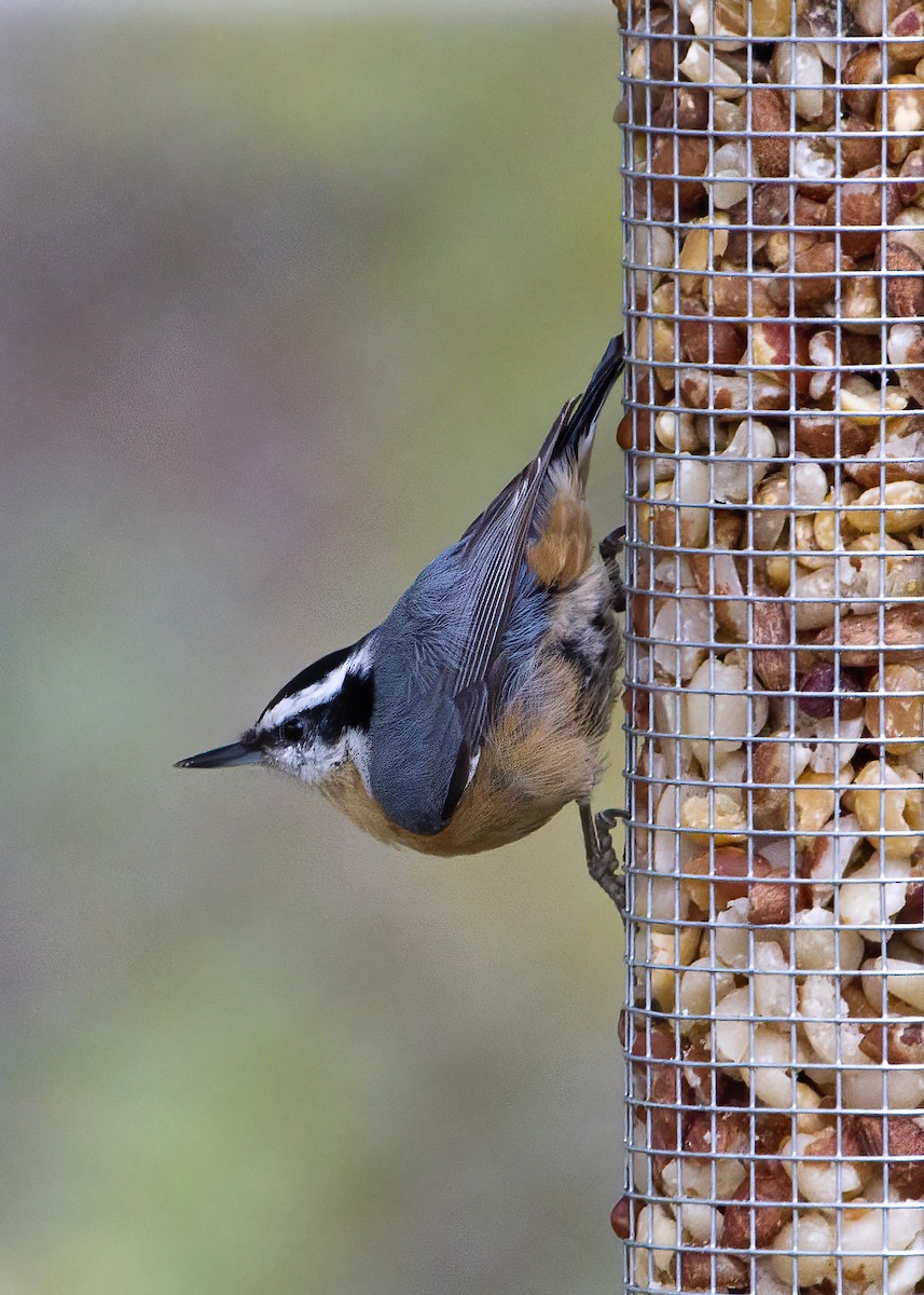 Red-breasted Nuthatch - Mary Clausen
