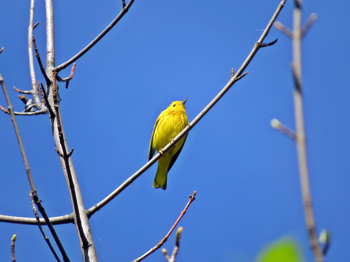 Yellow Warbler - Terry Lodge