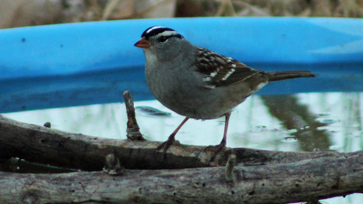 White-crowned Sparrow - Christopher Frick