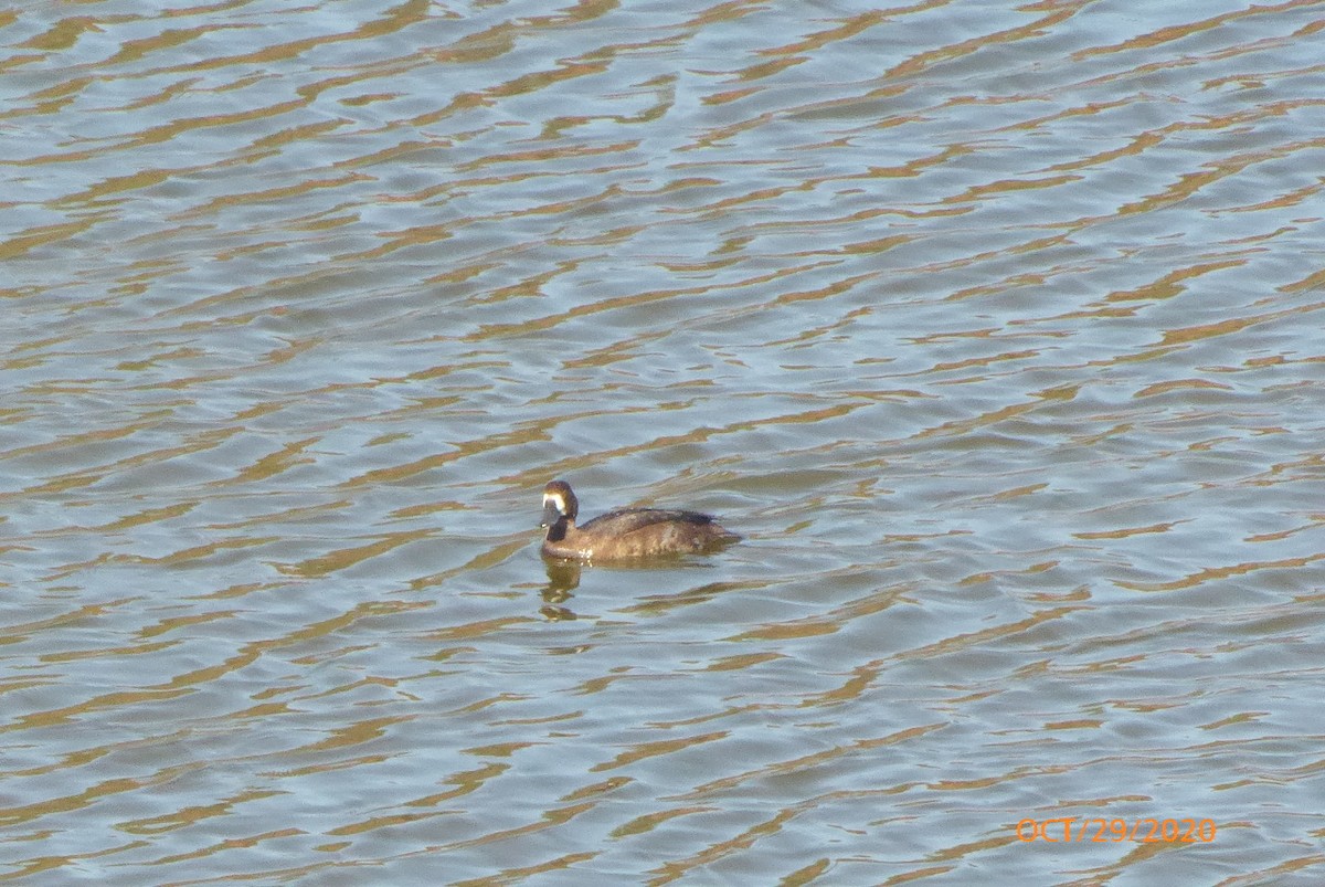 Greater Scaup - ML275648501