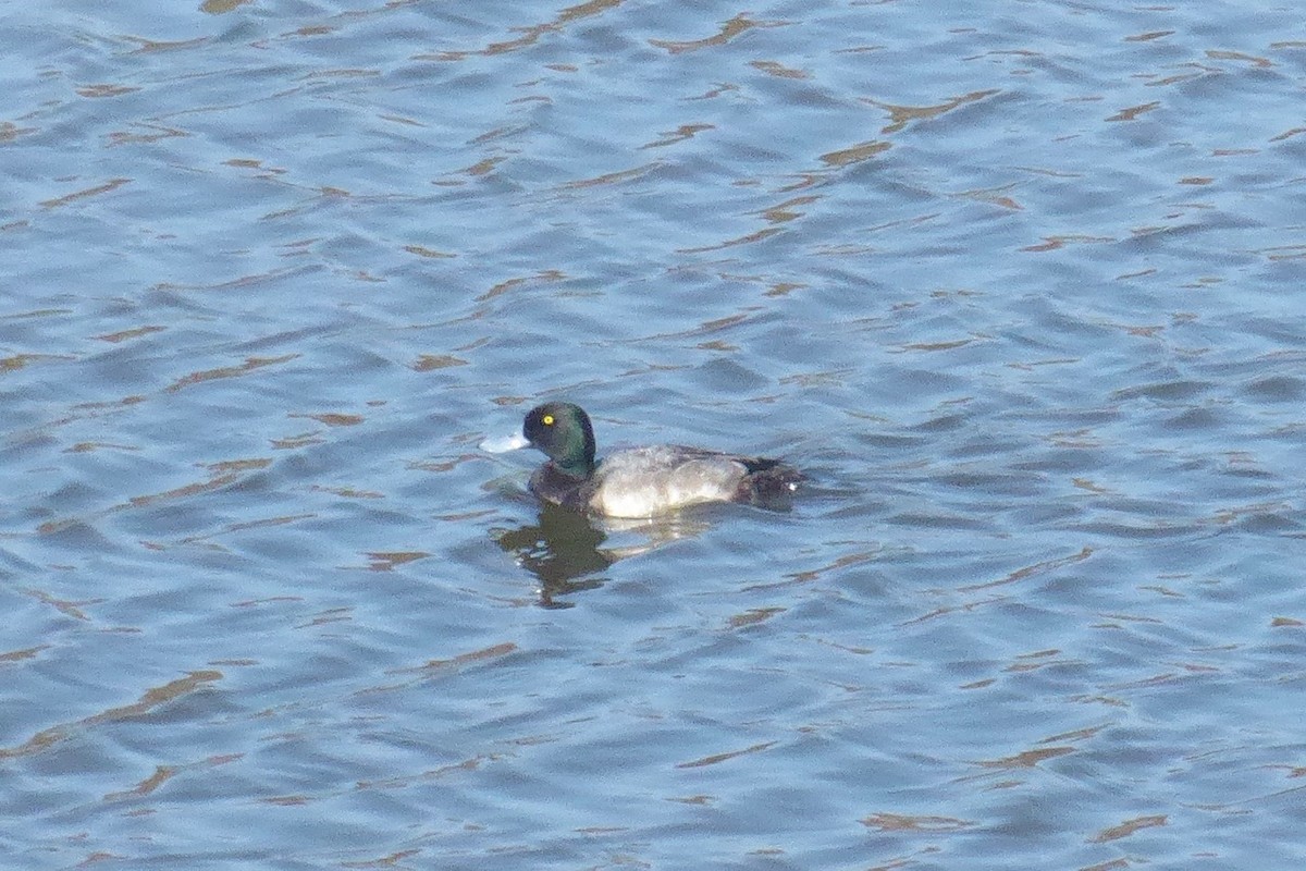 Greater Scaup - ML275648511