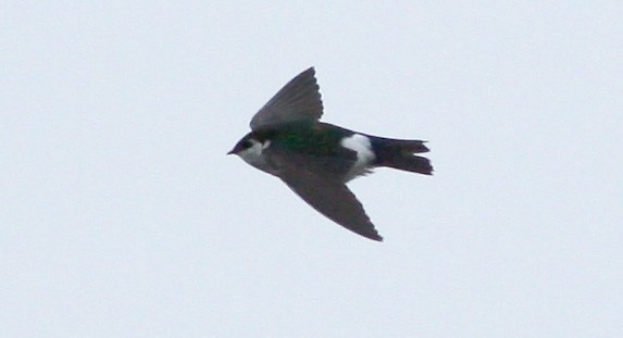 Violet-green Swallow - Bruce Mactavish