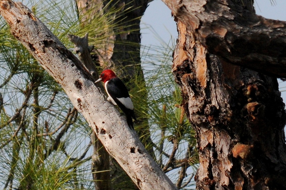 Red-headed Woodpecker - Bruce Mast
