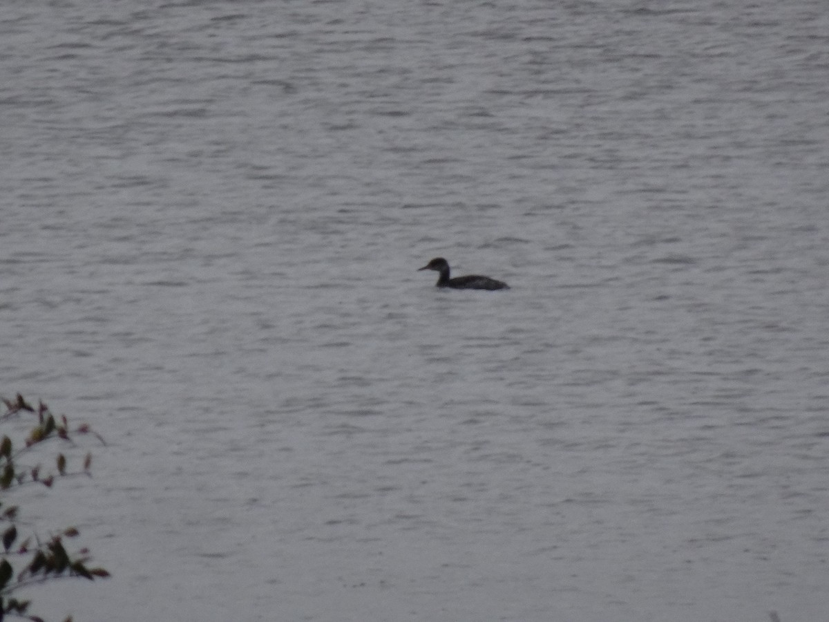 Red-necked Grebe - ML275650521